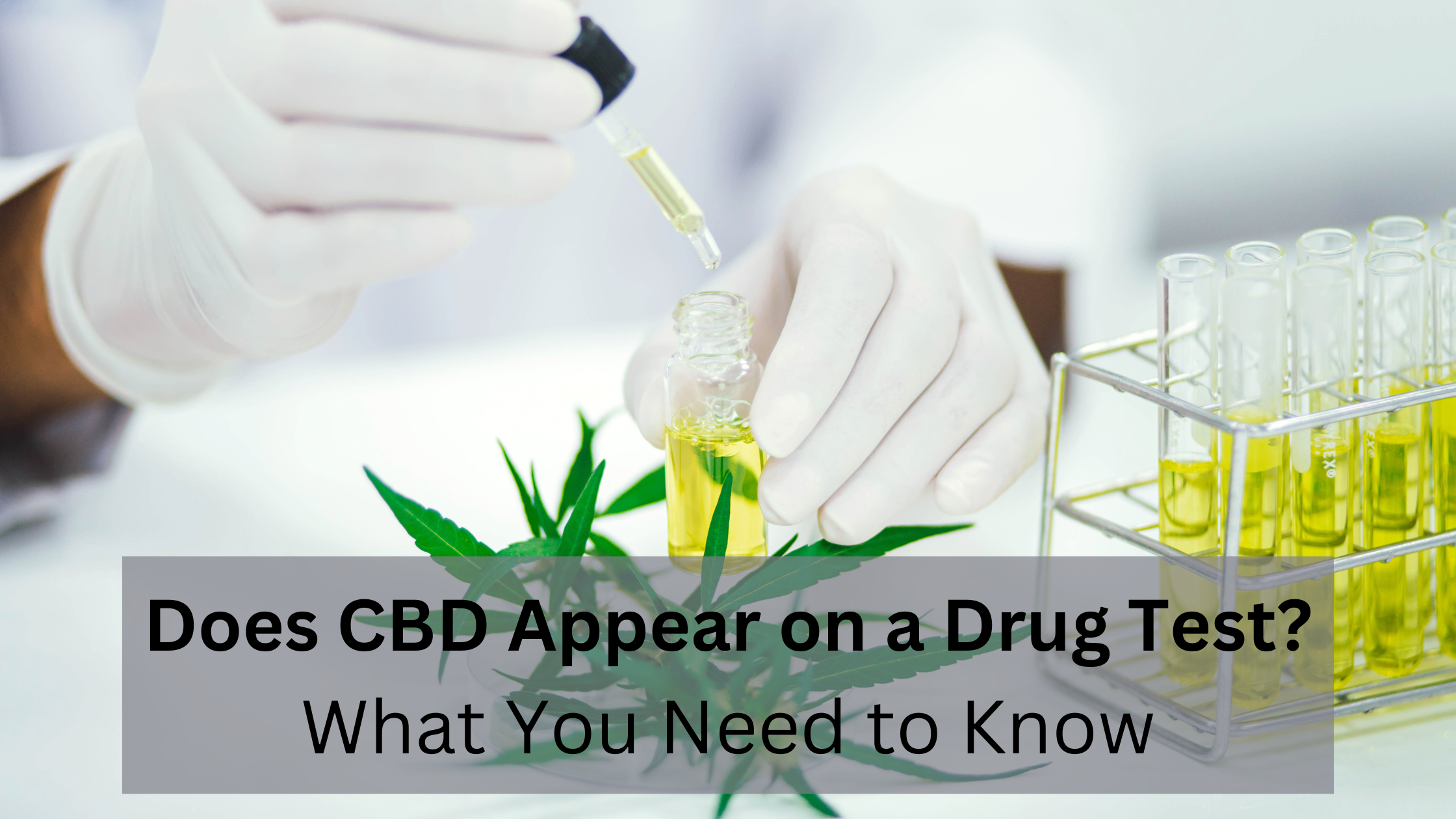 Understanding CBD and Drug Testing How RapidhireSolutions Ensures Accurate Results